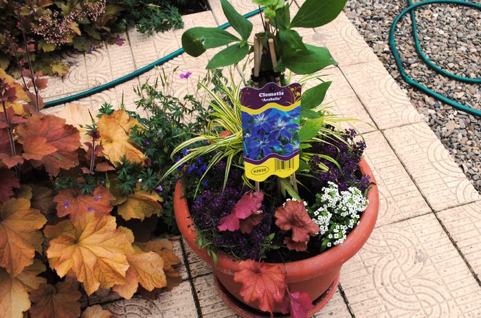 5 iunie - 2015 plantele mele