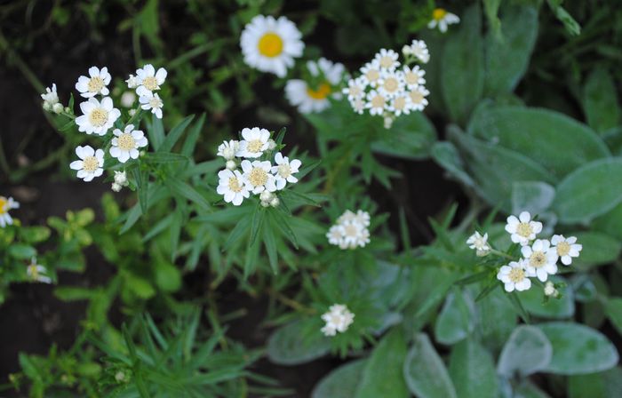 achillea ptarmica - 2015 plantele mele