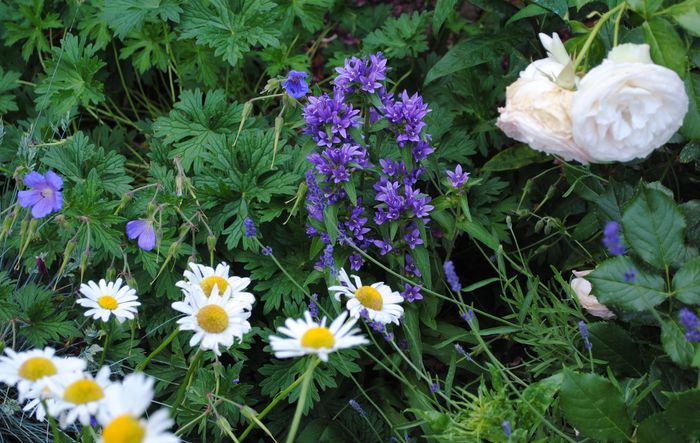 campanula glomerata; geranium,margarete,lavantica Munstead,Eden Rose
