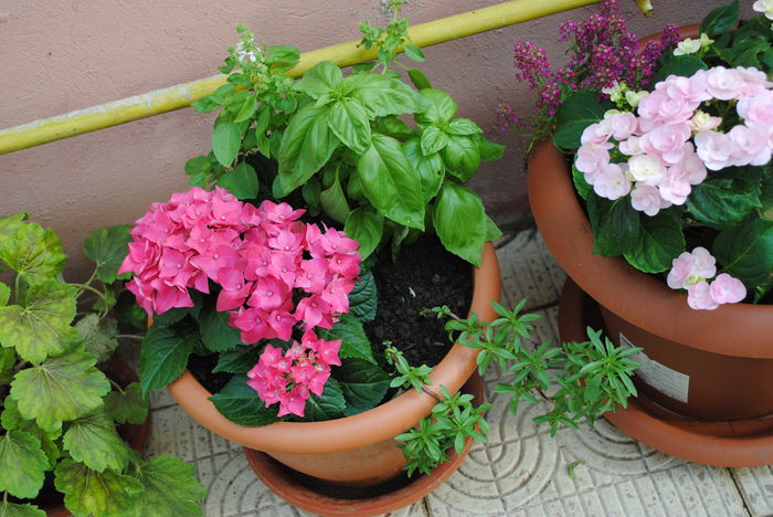 plante-n ghivece.. - 2015 plantele mele