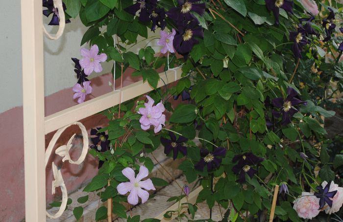 Comtesse de Bouchard,Romantika - 2015 clematite