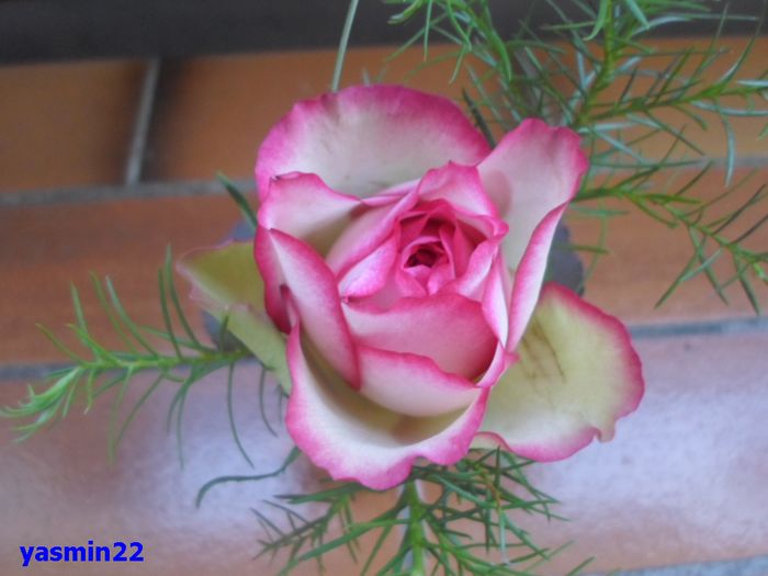 176    5 mai 2015