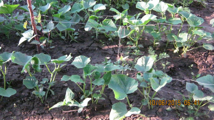 castraveti - Ciresar