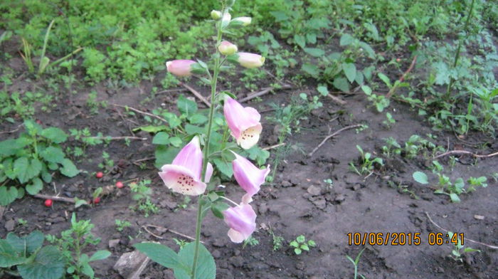 Soi de digitalis - Ciresar