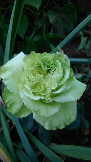 DSC_1221 - TRANDAFIRI 2015 I