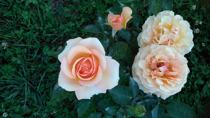 DSC_1182 - TRANDAFIRI 2015 I