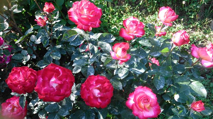 DSC_1184 - TRANDAFIRI 2015 I