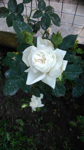 DSC_1185 - TRANDAFIRI 2015 I