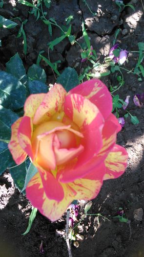 DSC_1186 - TRANDAFIRI 2015 I