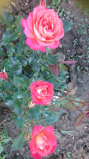 DSC_1189 - TRANDAFIRI 2015 I