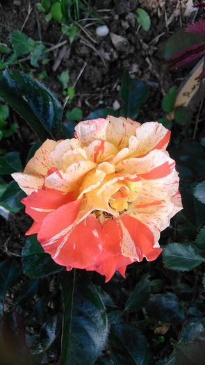 DSC_1191 - TRANDAFIRI 2015 I