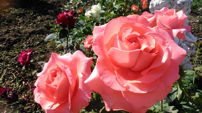 DSC_1199 - TRANDAFIRI 2015 I