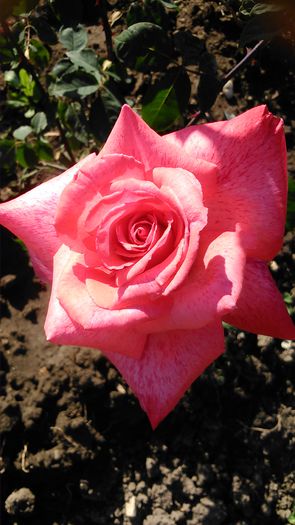 DSC_1200 - TRANDAFIRI 2015 I