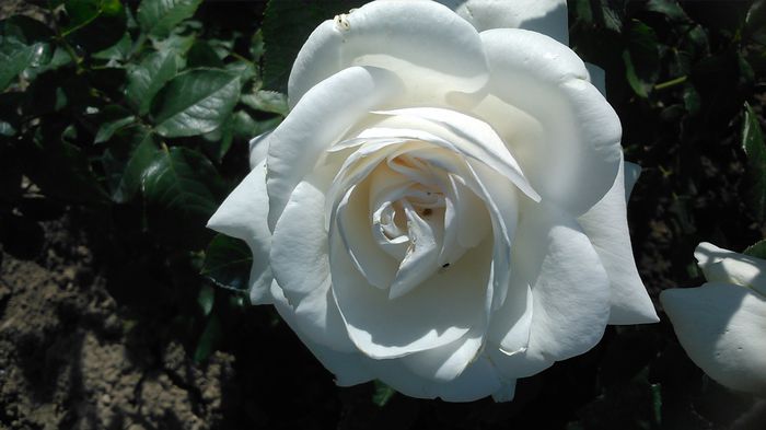 DSC_1202 - TRANDAFIRI 2015 I