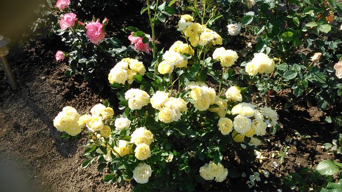 DSC_1203 - TRANDAFIRI 2015 I