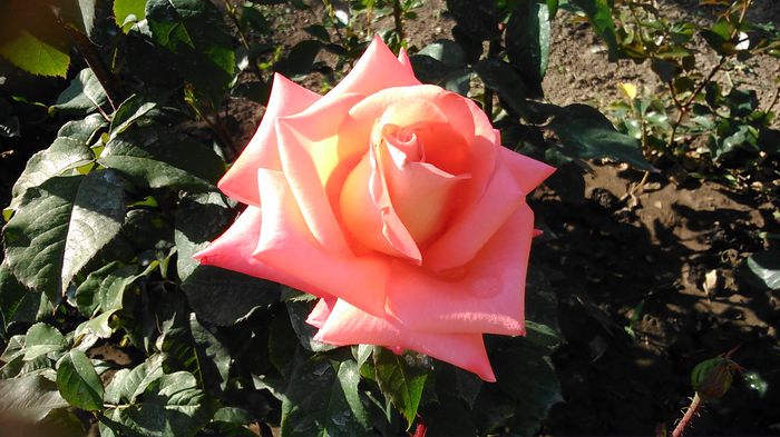 DSC_1204 - TRANDAFIRI 2015 I