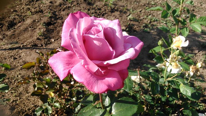 DSC_1205 - TRANDAFIRI 2015 I