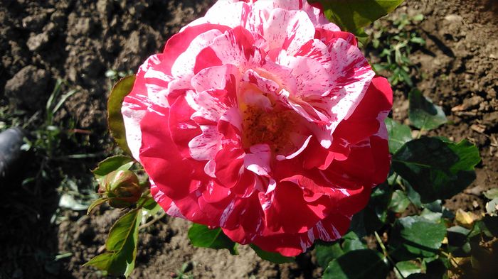 DSC_1208 - TRANDAFIRI 2015 I