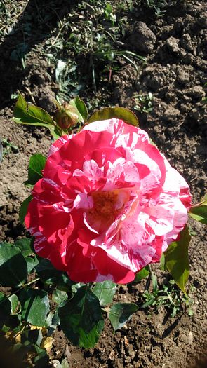 DSC_1209 - TRANDAFIRI 2015 I