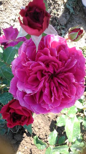 DSC_1211 - TRANDAFIRI 2015 I