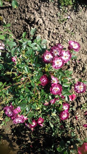 DSC_1212 - TRANDAFIRI 2015 I