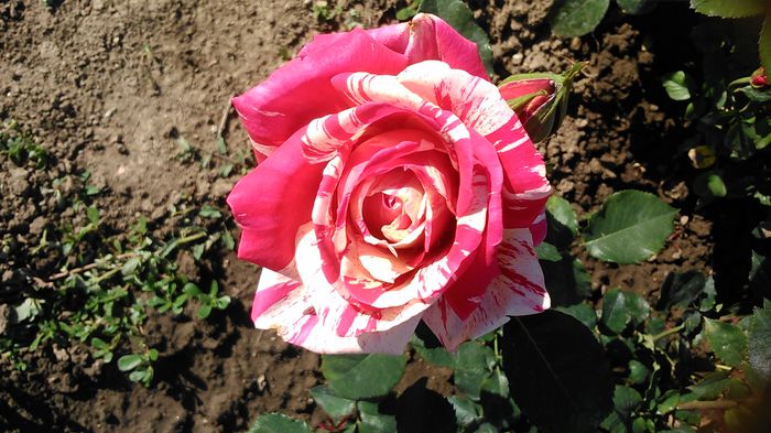 DSC_1213 - TRANDAFIRI 2015 I