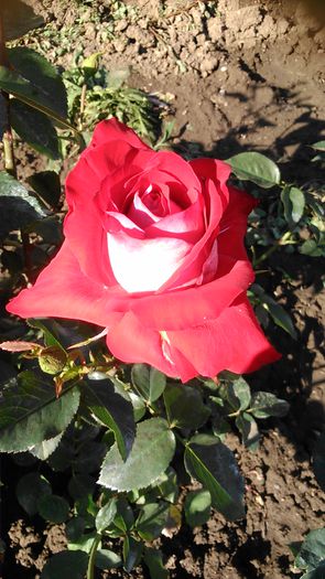 DSC_1214 - TRANDAFIRI 2015 I