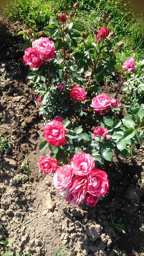 DSC_1217 - TRANDAFIRI 2015 I