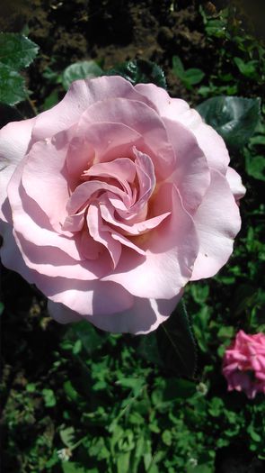 DSC_1219 - TRANDAFIRI 2015 I