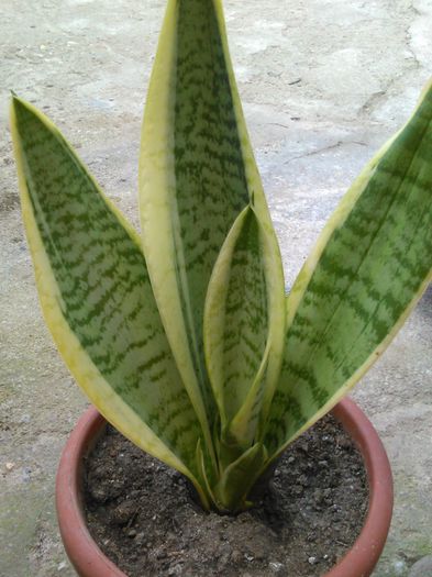 sansevieria trifasciata Black Gold - 61 genul sansevieria