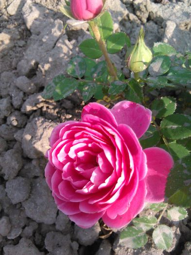 trandafir roz pitic - G trandafiri