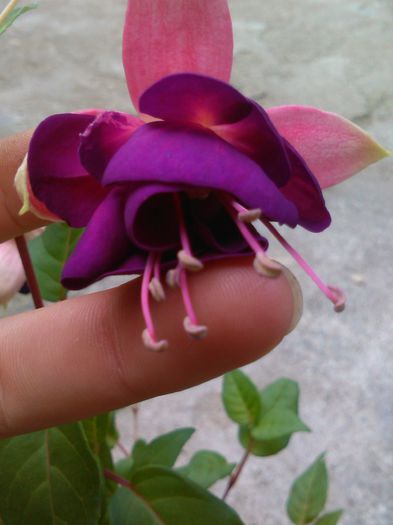 fuchsia-southgate - f fuchsia southgate