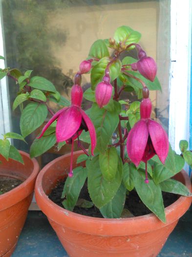 fuchsia blacky