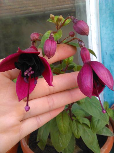 fuchsia blacky - f fuchsia blacky