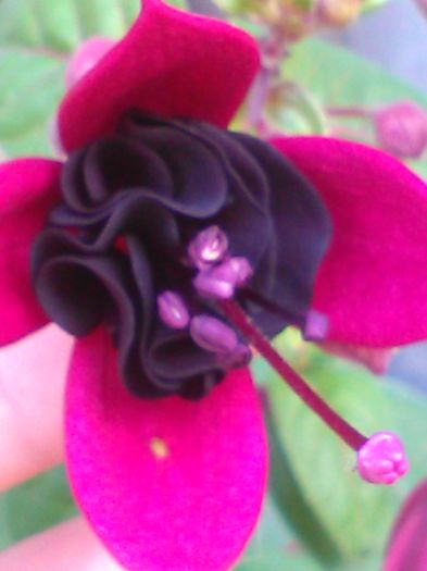 fuchsia blacky - f fuchsia blacky