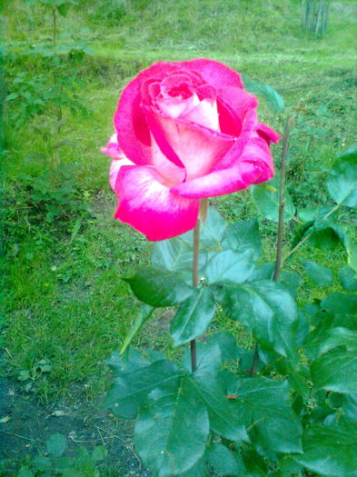  - Trandafiri teahibrizi - Rose Gaujard