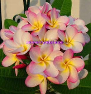 seminte plumeria 2022 - enama