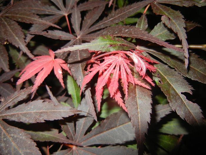 Acer palmatum Bloodgood (2015, May 20) - Acer palmatum Bloodgood