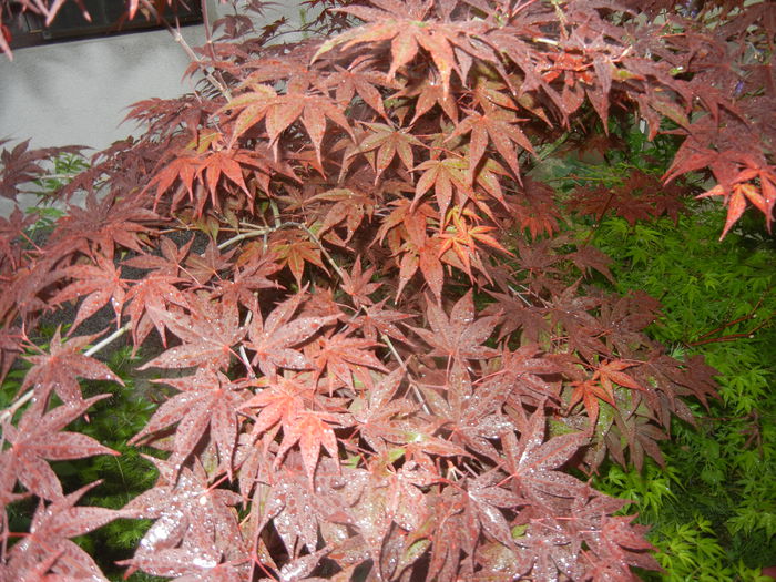 Acer palmatum Bloodgood (2015, May 25)