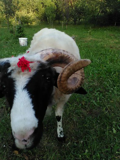 IMG_20150609_201620_1