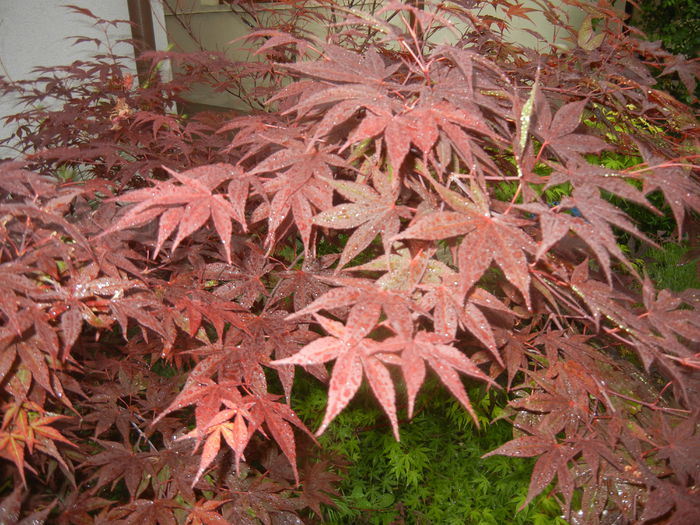 Acer palmatum Bloodgood (2015, May 25)