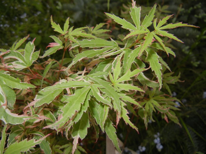 Acer palmatum Butterfly (2015, May 12) - Acer palmatum Butterfly