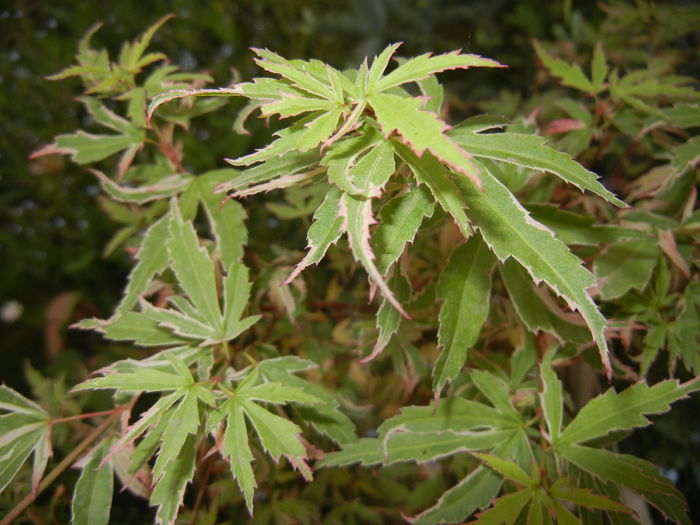 Acer palmatum Butterfly (2015, May 12)