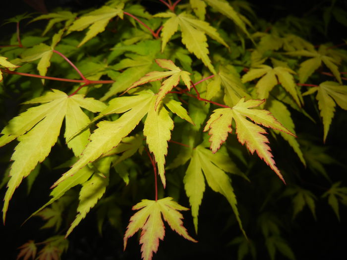 Acer palmatum Katsura (2015, May 15)