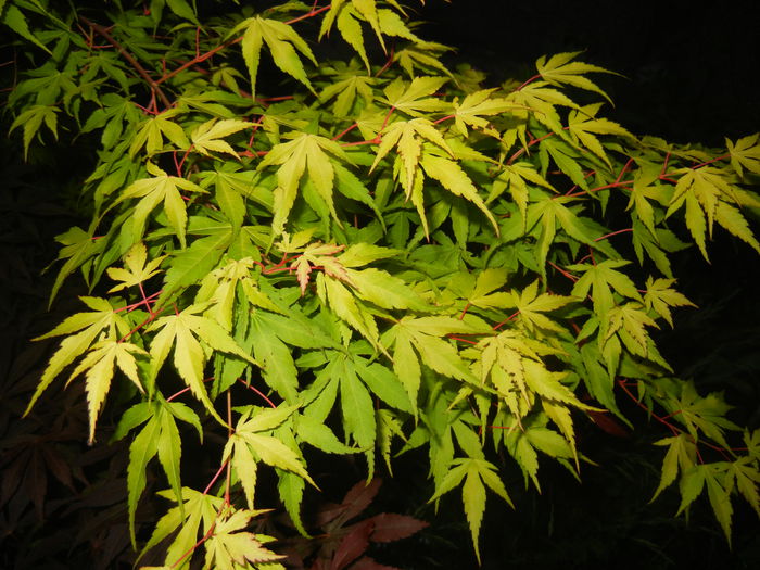 Acer palmatum Katsura (2015, May 15)