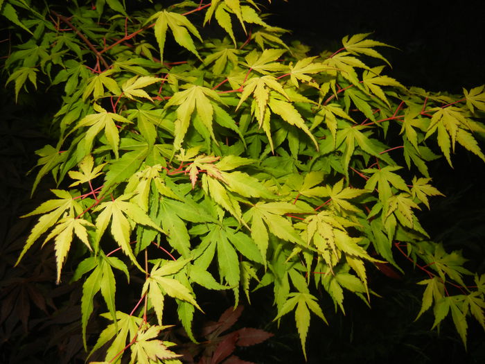 Acer palmatum Katsura (2015, May 15) - Acer palmatum Katsura