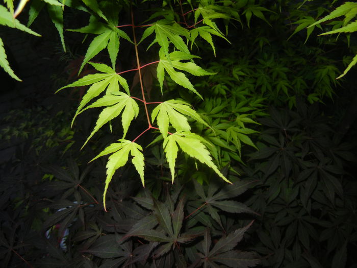 Acer palmatum Katsura (2015, May 20)