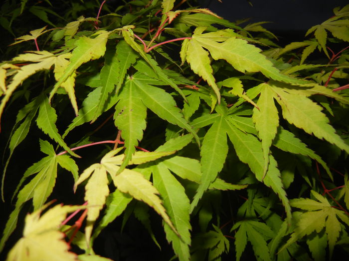 Acer palmatum Katsura (2015, May 20)