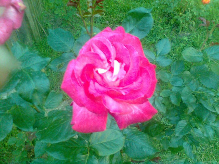  - Trandafiri teahibrizi - Rose Gaujard