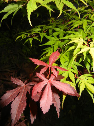 Acer Bloodgood & Katsura (2015, May 20) - Acer palmatum_Japanese Maples